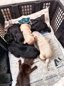 labrador Retriever