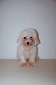 J0848 Poochon Fluffy Teddy Puppy