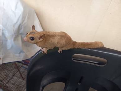 Sugar glider white face blonde mosaic dewasa