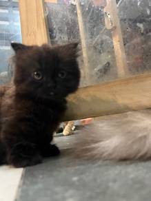 Munchkin Long hair Kitten