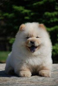 SDS-1188 Chow Chow puppies cream white haired