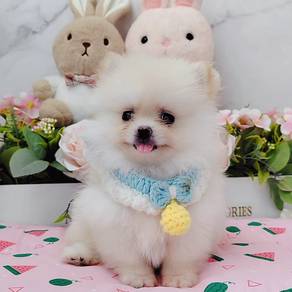 Pomeranian