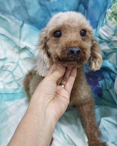 [For Adoption］9yrs Toy poodle Female