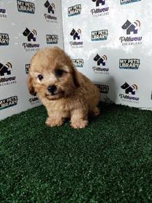Super cute tiny poodle teddy bear