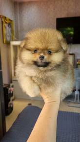 Pomeranian