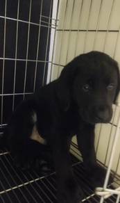 Labrador Retriever Puppy 