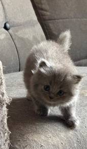 scottish semi long hair female 