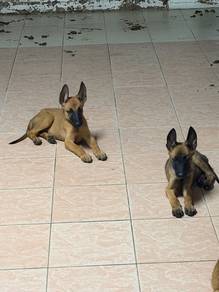 Pure Breed Belgian Malinois for rehome