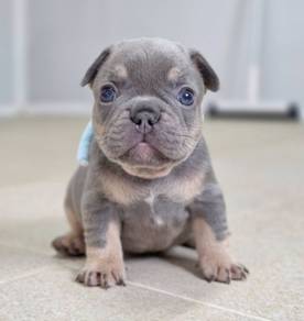 FRENCH BULLDOG PUPPIES 🌻VIP799 Boy -Girl