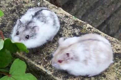 Hamster Male