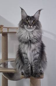 Maine Coon Blue Silver Mackerel 