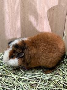Guinea Pig Teddy breed