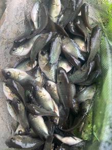 Ikan puyu