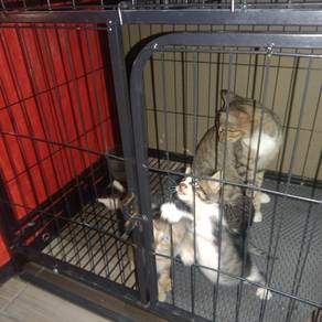 anak kucing dan ibunya 