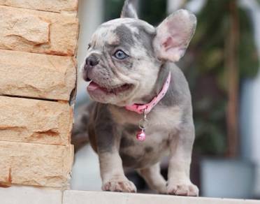FRENCH BULLDOG PUPPIES 🌻VIP82 Female