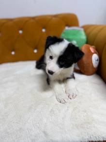 Black & White Border Collie