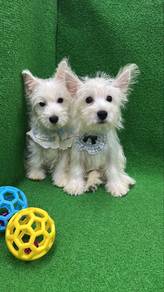 Westie west highland terrier Male puppies