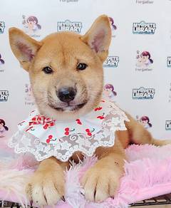 Shiba Inu