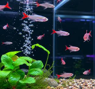 Bloodfin Tetra
