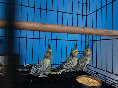 Cockatiel Pearl 3 ekor sekali