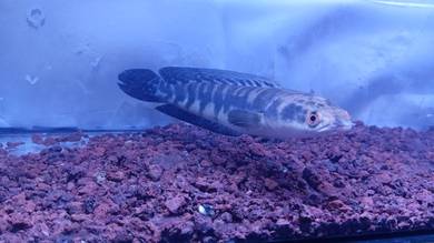 ikan untuk di lepas kan 