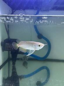 Arowana