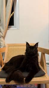 Maincoon