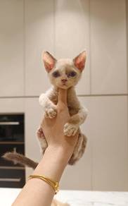 Devon rex cat