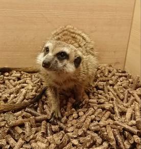 Meerkat