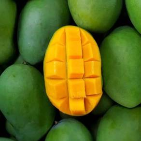 mangga harum manis