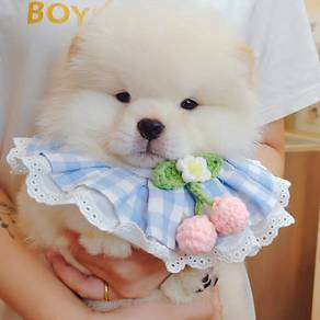 Chow Chow