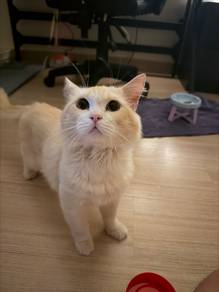 White British Longhair male
