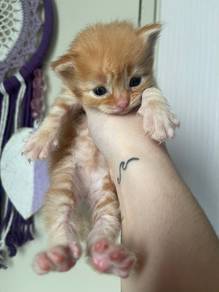 Kitten