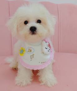 Bichon Frise