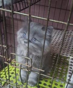Anak kucing BSH
