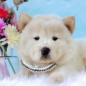 Chow Chow