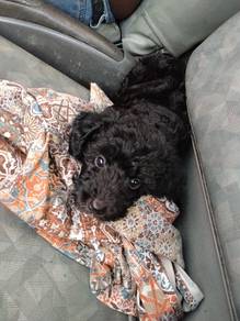 toy poodle purebred