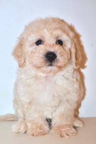 i21 Adorable Maltichon Dog