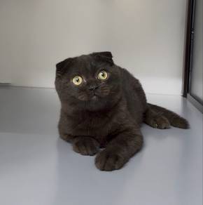 Scottish fold kitten male