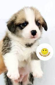 SH922 Welsh Corgi bi color long haired puppies