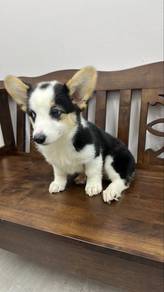 Tricolor Female Corgi Puppy f5