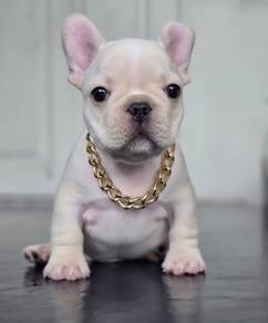 FRENCH BULLDOG PUPPIES FB280🌻Cute Male~Female