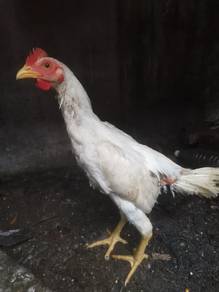 Ayam kampung Jantan putih