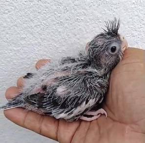 anak cockatiel 