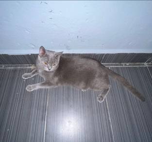 BSH (british shorthair)
