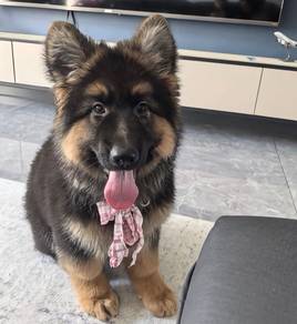 German Shepherd