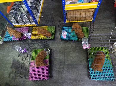 Toy poodle