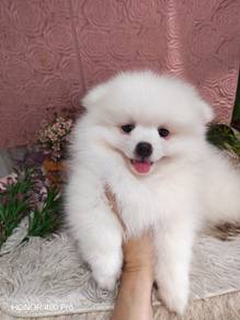 spitz puppy