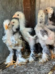 ayam brahma
