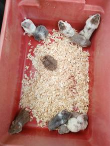 hamster bulu biri2